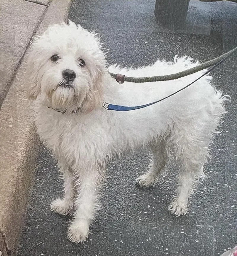 A senior medium-sized male White / Cream Shih Tzu dog named Buddy Freeport for adoption in Westbury, NY