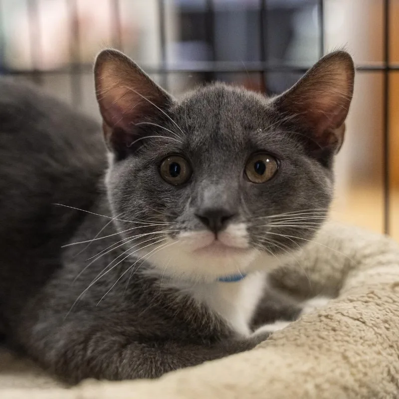 A baby small-sized male Gray / Blue / Silver Domestic Short Hair cat named Claud for adoption in Pawling, NY