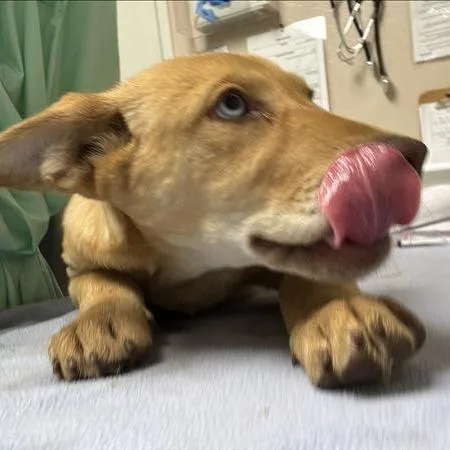 A baby small-sized female Yellow / Tan / Blond / Fawn Husky dog named Baby Bell for adoption in Tempe, AZ
