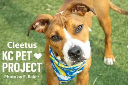A young medium-sized male Brown / Chocolate Pit Bull Terrier dog named Cleetus for adoption in Kansas City, MO