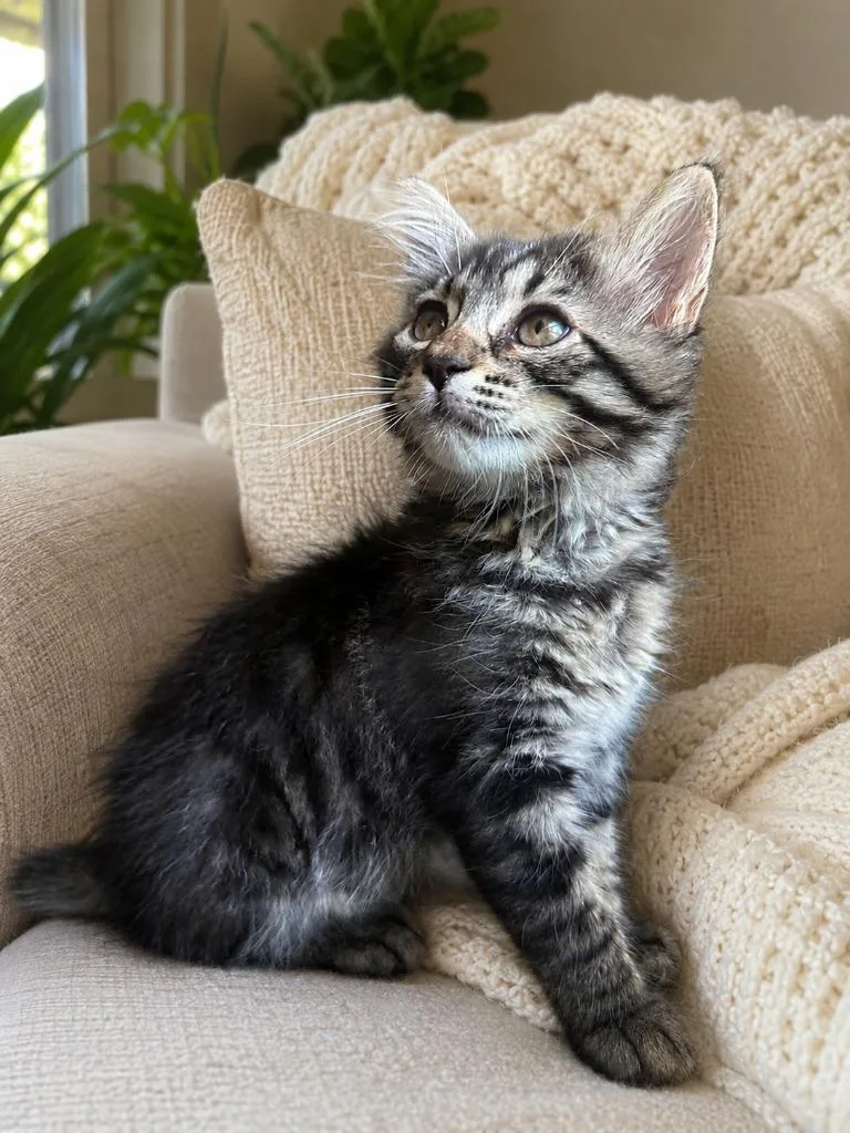 A baby small-sized female Domestic Long Hair cat named Furby for adoption in Sebastian, FL