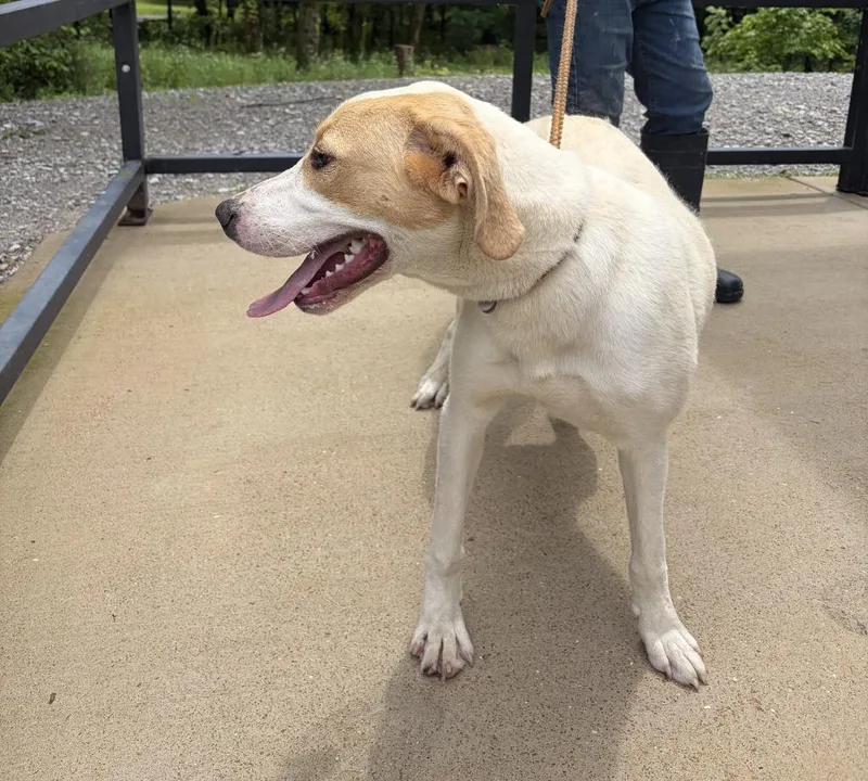 A young large-sized female Labrador Retriever dog named Fern for adoption in Lawrenceburg, TN
