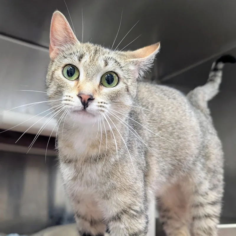 An adult small-sized female Brown / Chocolate Domestic Short Hair cat named Julia for adoption in Huntsville, AR