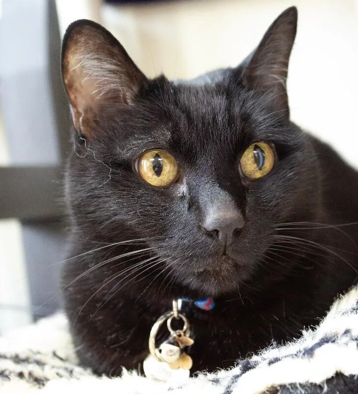 A senior large-sized male Black Domestic Short Hair cat named Onyx for adoption in Arlington, WA