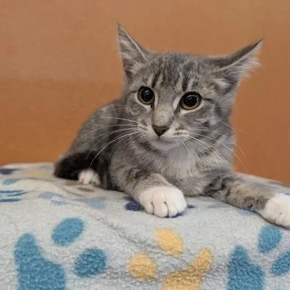 A baby small-sized female Tabby (Gray / Blue / Silver) Domestic Short Hair cat named Moon for adoption in Rochester, MN