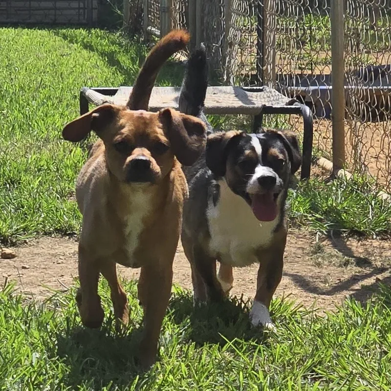 A young small-sized male Yellow / Tan / Blond / Fawn Puggle dog named Chevy for adoption in Athens, AL