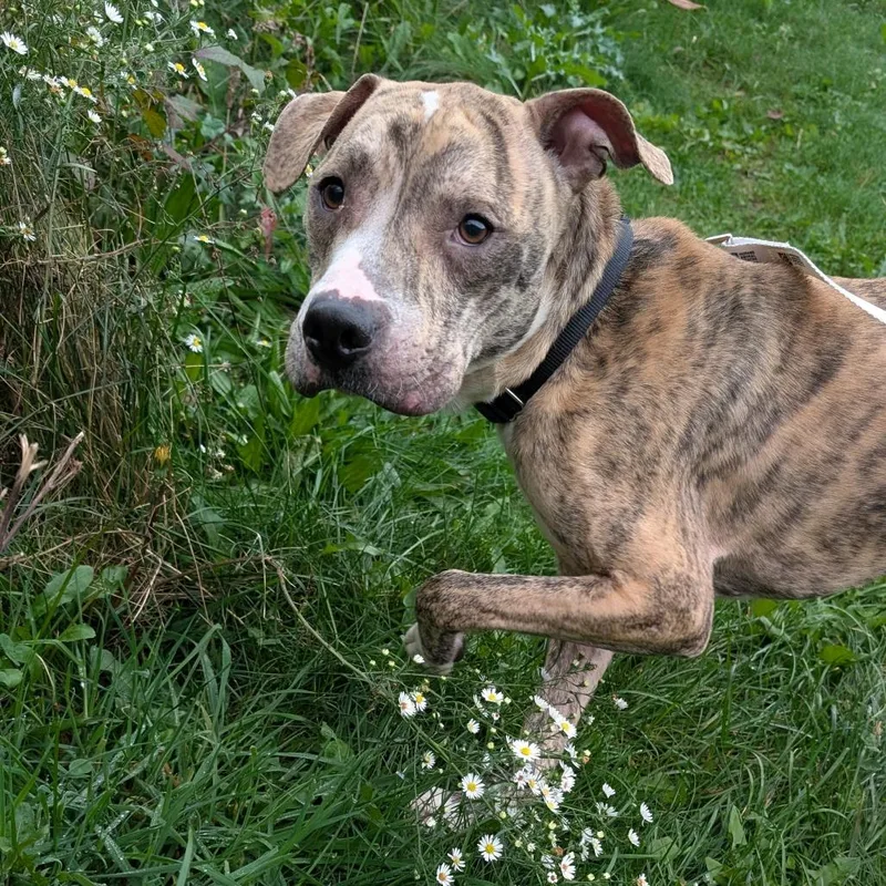 An adult medium-sized male Yellow / Tan / Blond / Fawn Mixed Breed dog named Monopoly for adoption in Pittsburgh, PA