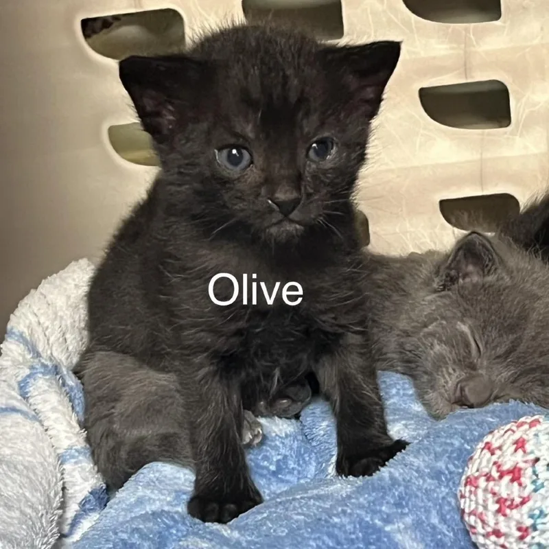Olive thumbnail 2