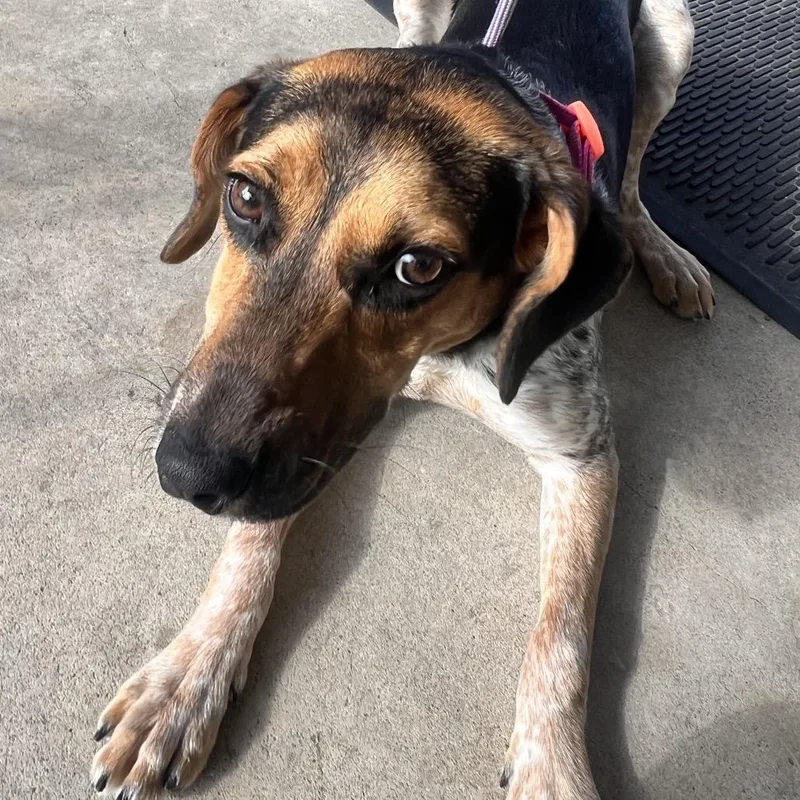 A young medium-sized female Black Beagle dog named Gracie for adoption in Allentown, PA