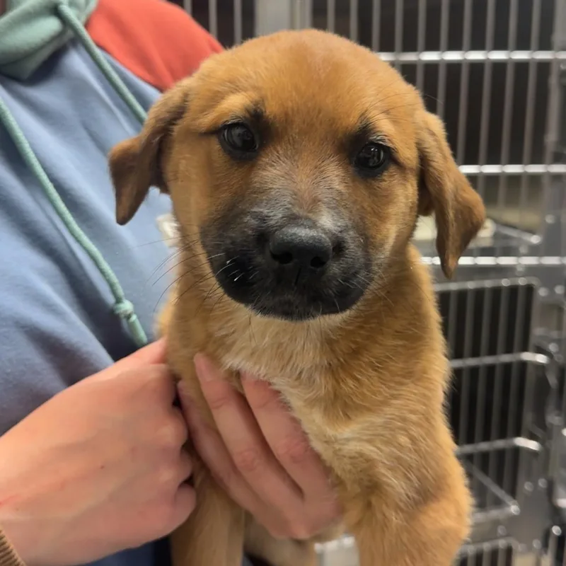 A baby medium-sized female Brown / Chocolate Labrador Retriever dog named Poppy for adoption in Dodgeville, WI