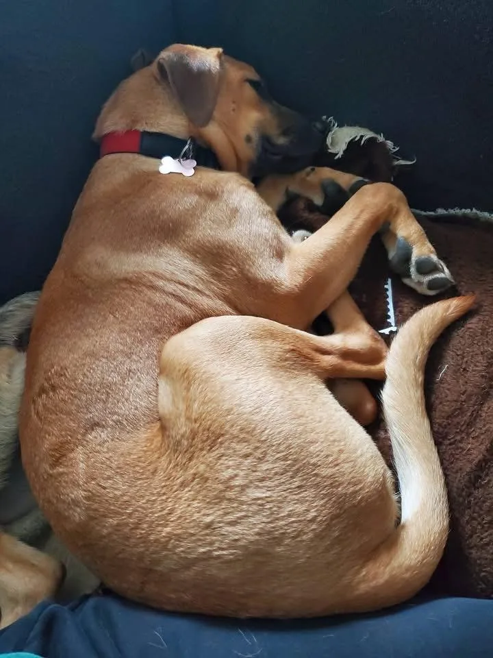 A baby medium-sized female Red / Chestnut / Orange Rhodesian Ridgeback dog named Kona for adoption in Randolph Center, VT