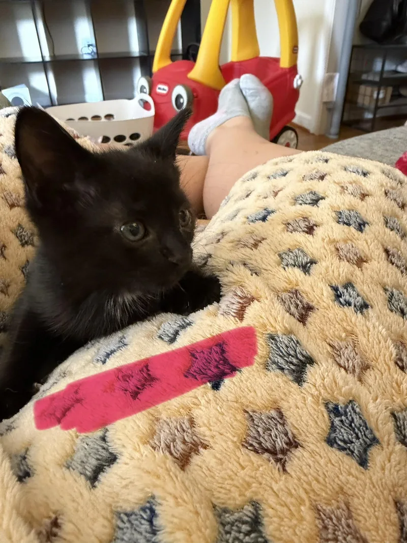 A young medium-sized female Black Domestic Short Hair cat named Duck for adoption in Disputanta, VA