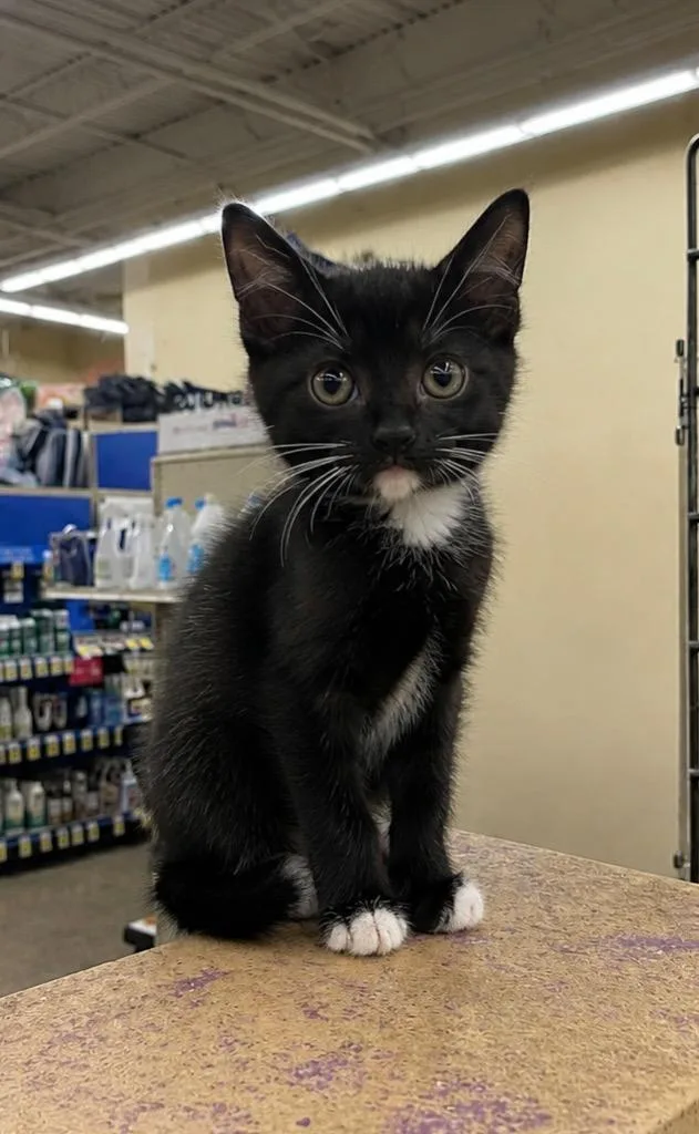 A baby medium-sized female Domestic Short Hair cat named Horseradish for adoption in Fort Lupton, CO