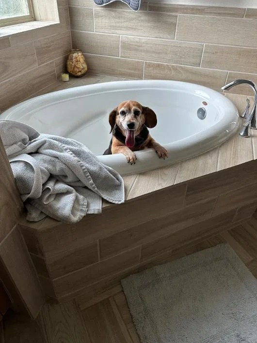 A senior small-sized female Brown / Chocolate Beagle dog named Sadie for adoption in Tomball, TX