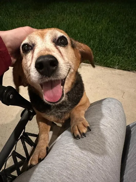 Sadie thumbnail 2