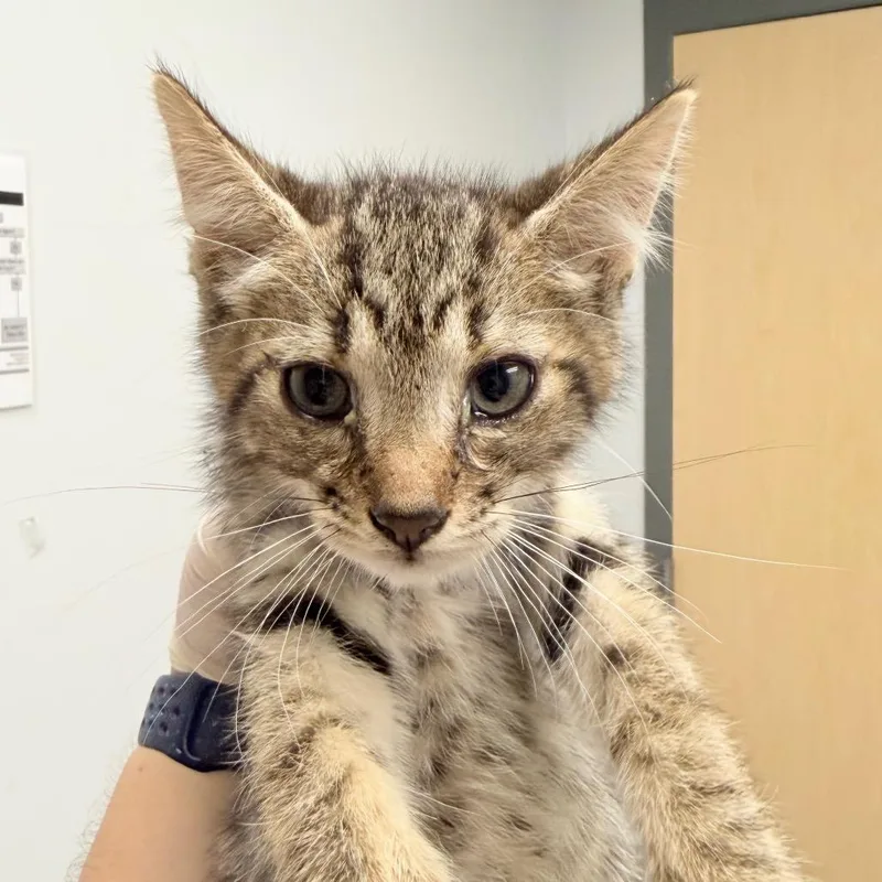 A baby medium-sized male Brown / Chocolate Domestic Medium Hair cat named Bugs Bunny for adoption in Jacksonville, FL