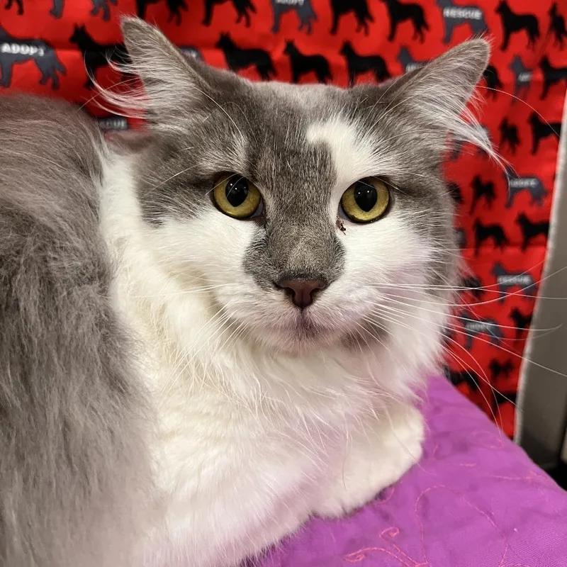 An adult medium-sized female Domestic Medium Hair cat named Miss Willow for adoption in Washburn, MO