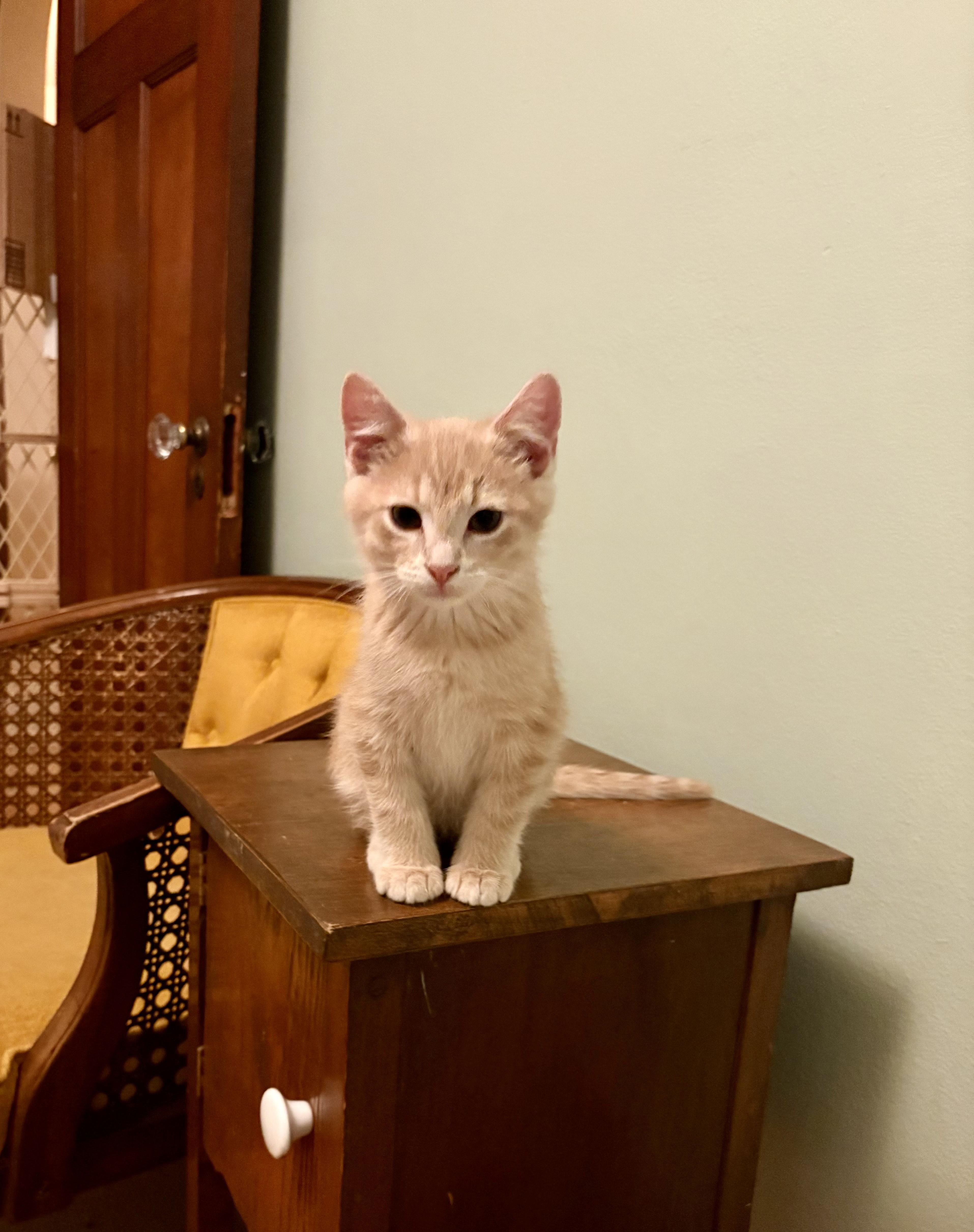 A baby medium-sized male Buff / Tan / Fawn Domestic Short Hair cat named Kipper for adoption in Milwaukee, WI