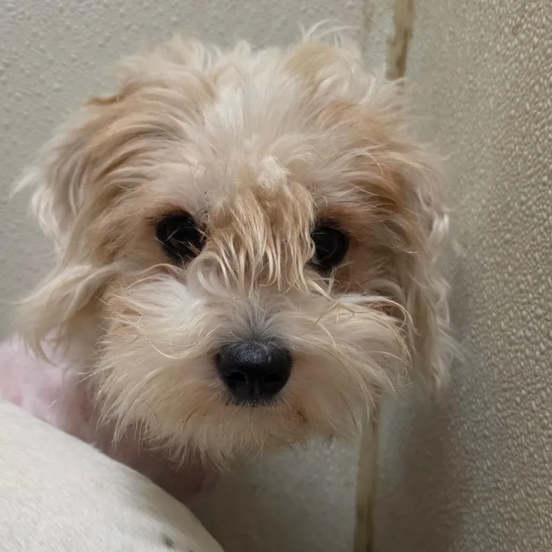 A young small-sized female White / Cream Poodle dog named Skylar  Chino Hills for adoption in Chino Hills, CA