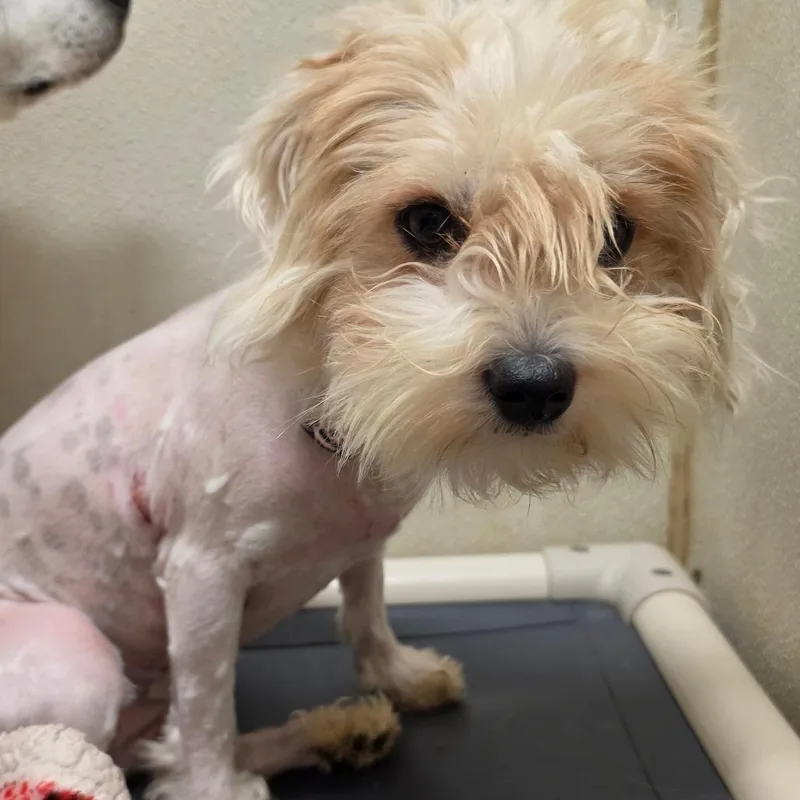 Skylar  Chino Hills thumbnail 2