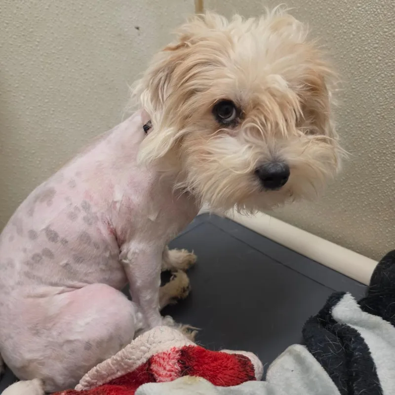 Skylar  Chino Hills thumbnail 3