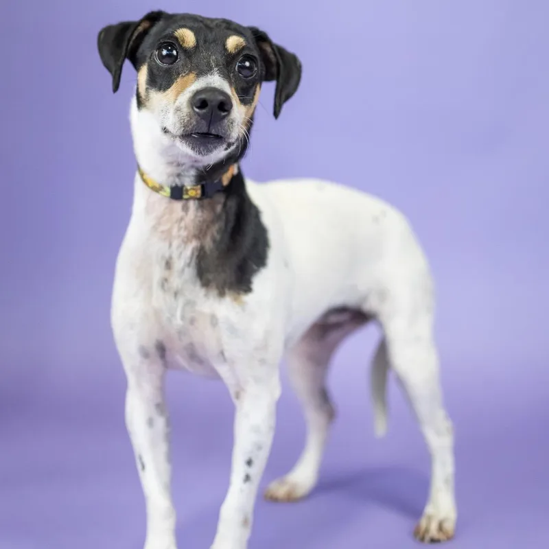 An adult small-sized female White / Cream Rat Terrier dog named Sara for adoption in Portland, OR