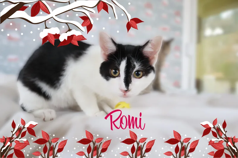 Renee & Romi thumbnail 3