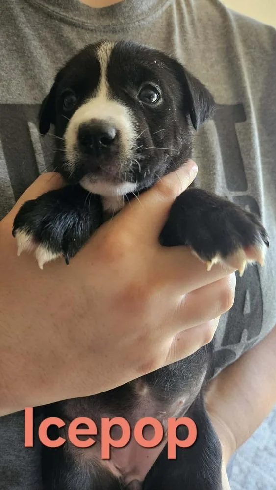 A baby medium-sized female Tricolor (Brown, Black, & White) Husky dog named Ice Pop for adoption in Peoria, IL