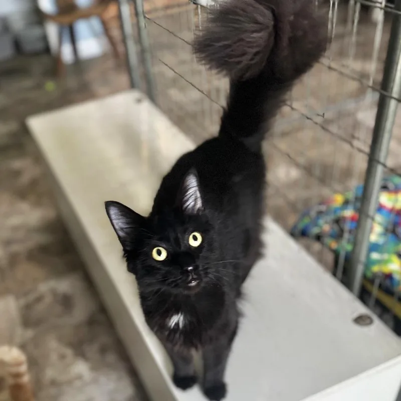 An adult medium-sized male Black Domestic Long Hair cat named Nike for adoption in Brownsboro, AL