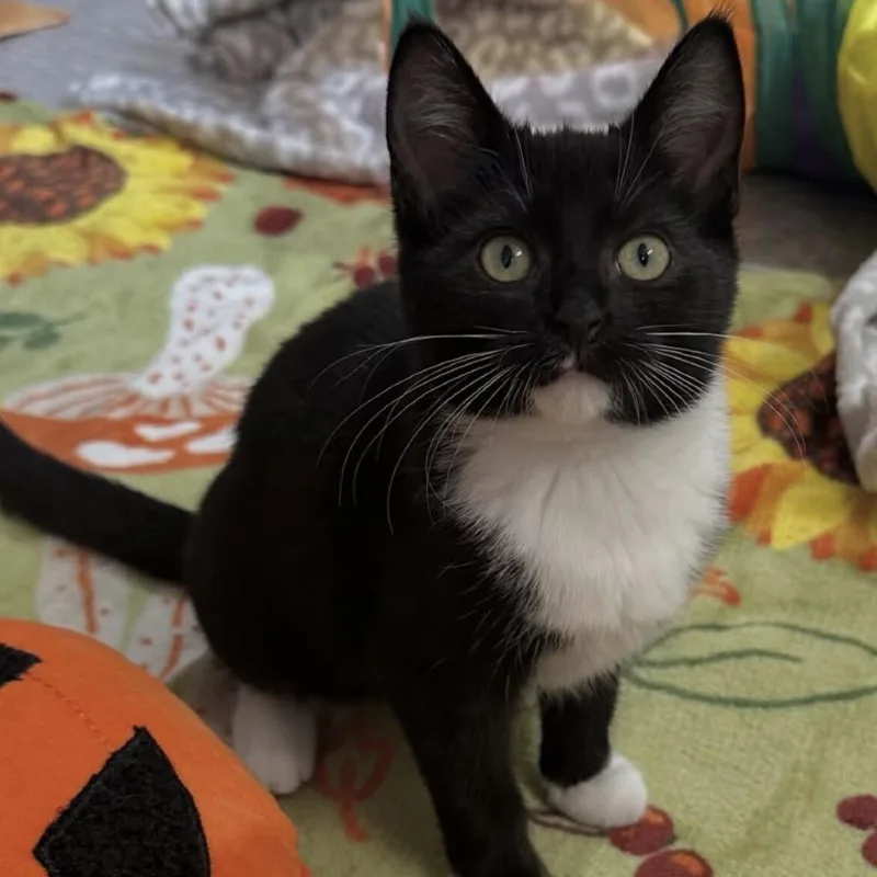 A baby small-sized female Domestic Short Hair cat named Stargazing for adoption in Spruce Pine, NC