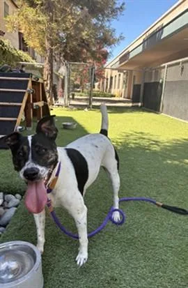 An adult medium-sized female Pointer dog named Highland for adoption in San Jose, CA