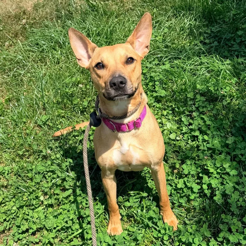 A young medium-sized female Yellow / Tan / Blond / Fawn Mixed Breed dog named Feather for adoption in Rocky Mount, VA