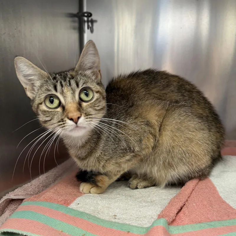 A young medium-sized female Orange / Red Domestic Short Hair cat named Barb for adoption in Oakland, CA