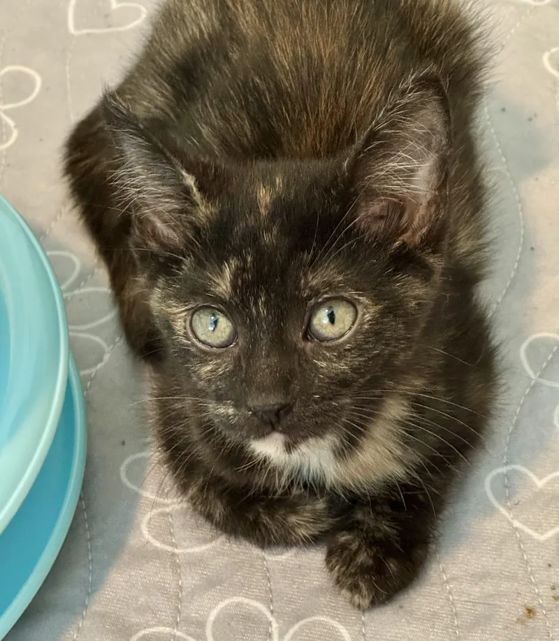 A baby medium-sized female Domestic Medium Hair cat named Tortellini for adoption in Collierville, TN