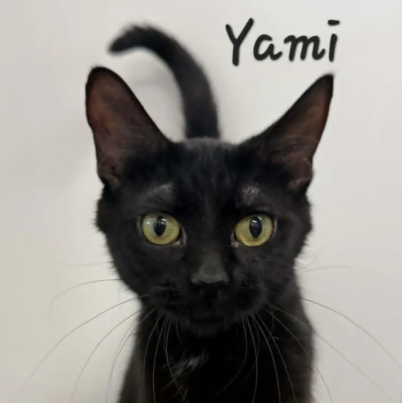Yami thumbnail 2