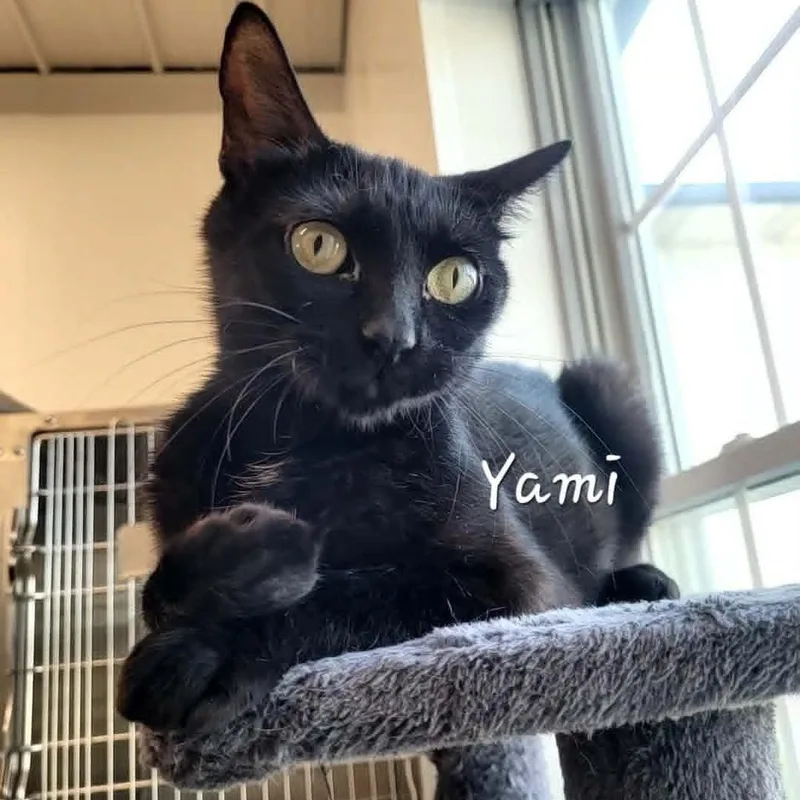 Yami thumbnail 3
