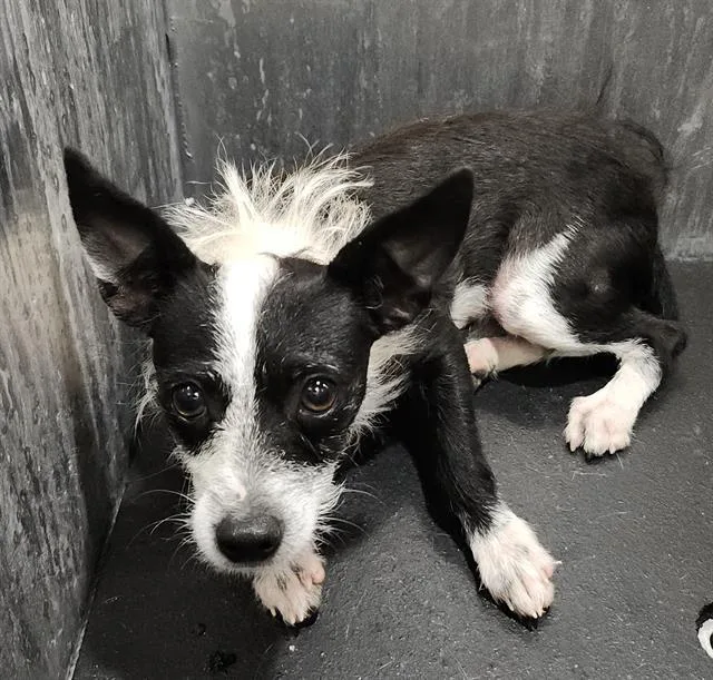 A young small-sized male Chihuahua dog named Bennie for adoption in San Antonio, TX