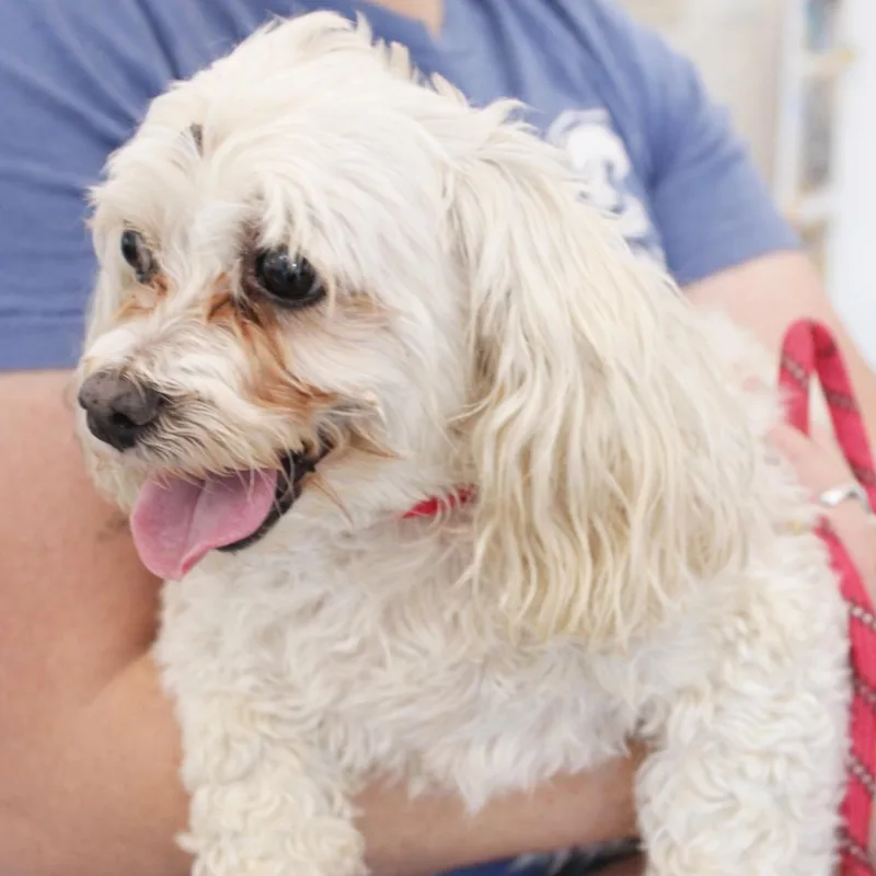 A senior small-sized female White / Cream Maltese dog named Tinkerbell for adoption in Gloucester, VA