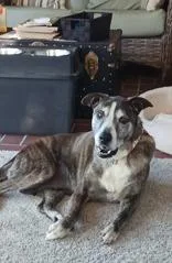 A senior large-sized female Brindle Mixed Breed dog named Princess for adoption in Georgetown, SC