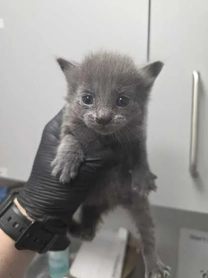 A baby small-sized female Domestic Short Hair cat named Maroon for adoption in Sevierville, TN