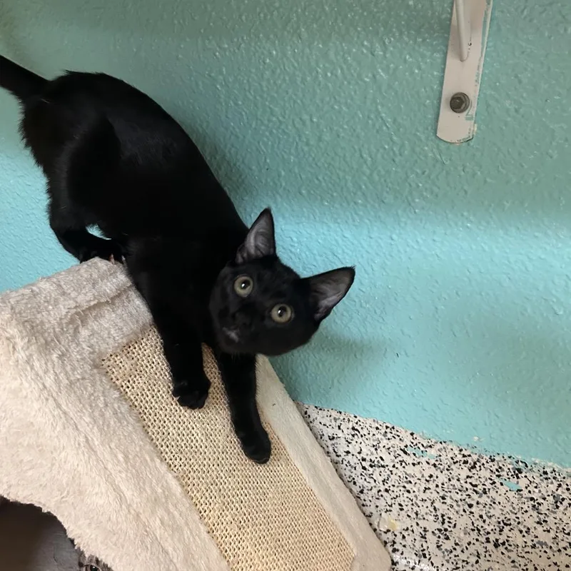 A baby small-sized female Black Domestic Short Hair cat named Orbit for adoption in Fresno, CA