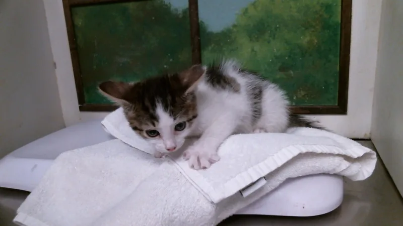 A baby small-sized female Domestic Short Hair cat named Piplup for adoption in Houston, TX