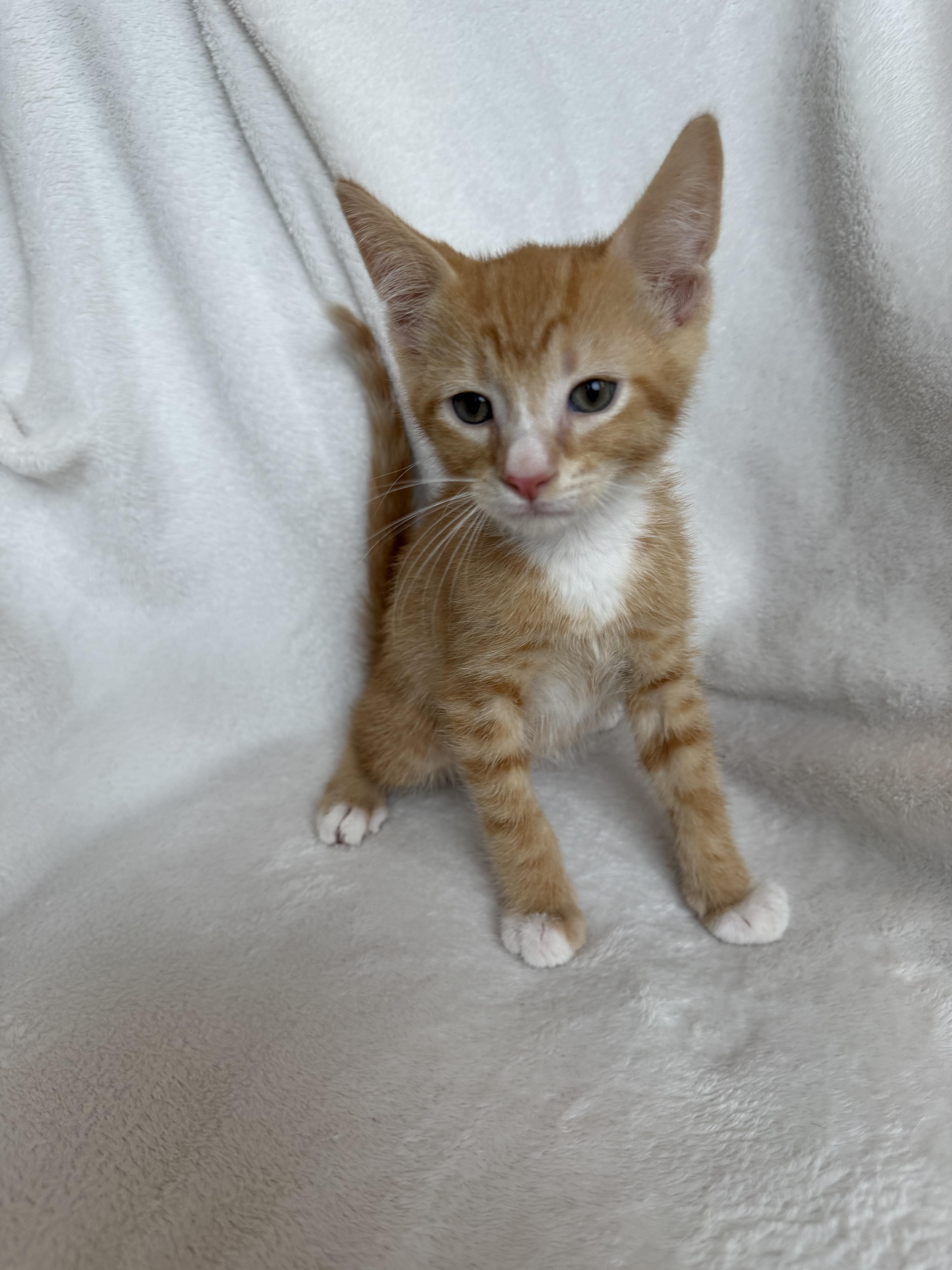 A baby medium-sized male Orange & White Domestic Short Hair cat named Jester for adoption in Ephrata, WA