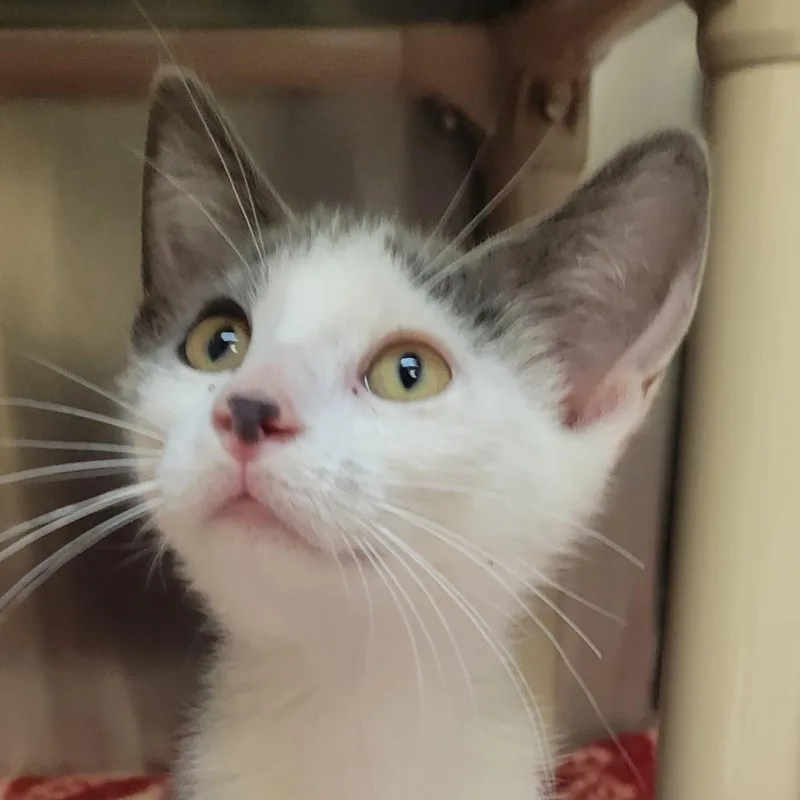 A baby medium-sized male Gray / Blue / Silver Domestic Short Hair cat named Waffles for adoption in Milan, IL
