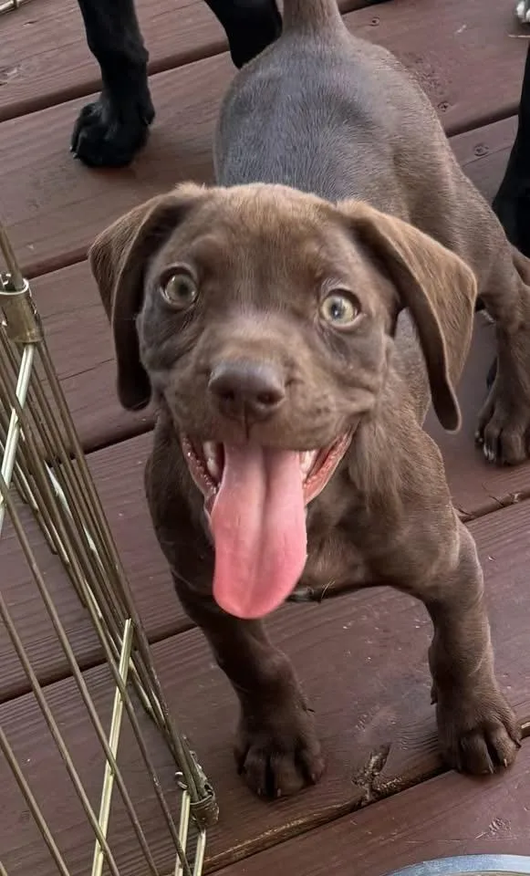 A baby medium-sized male Boykin Spaniel dog named Krush for adoption in Berlin, NJ