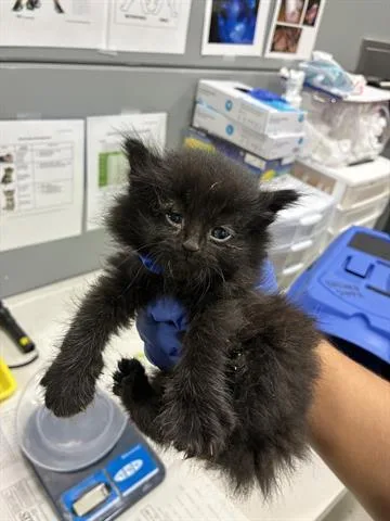 A baby small-sized male Domestic Short Hair cat named Mufasa for adoption in San Martin, CA