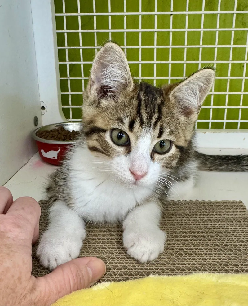 A baby medium-sized male Tabby cat named Gizmo for adoption in Dublin, OH