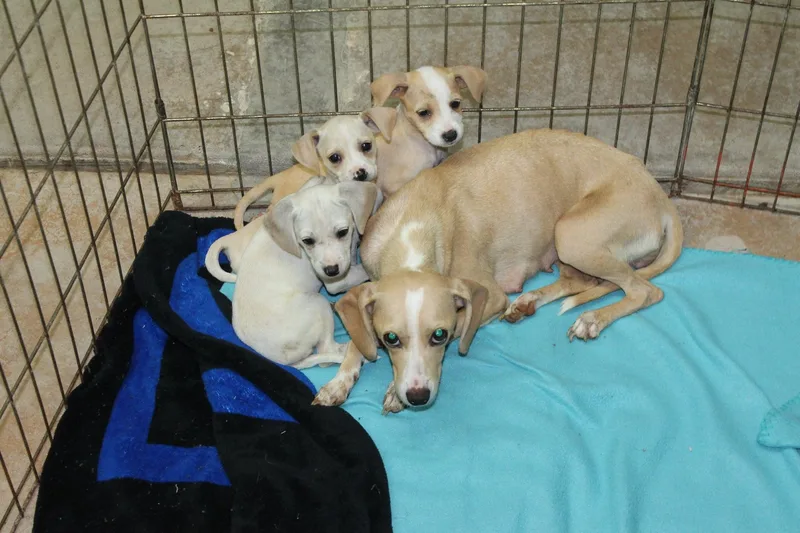 A young small-sized female Chihuahua dog named Banana Pudding for adoption in Blue Springs, MO