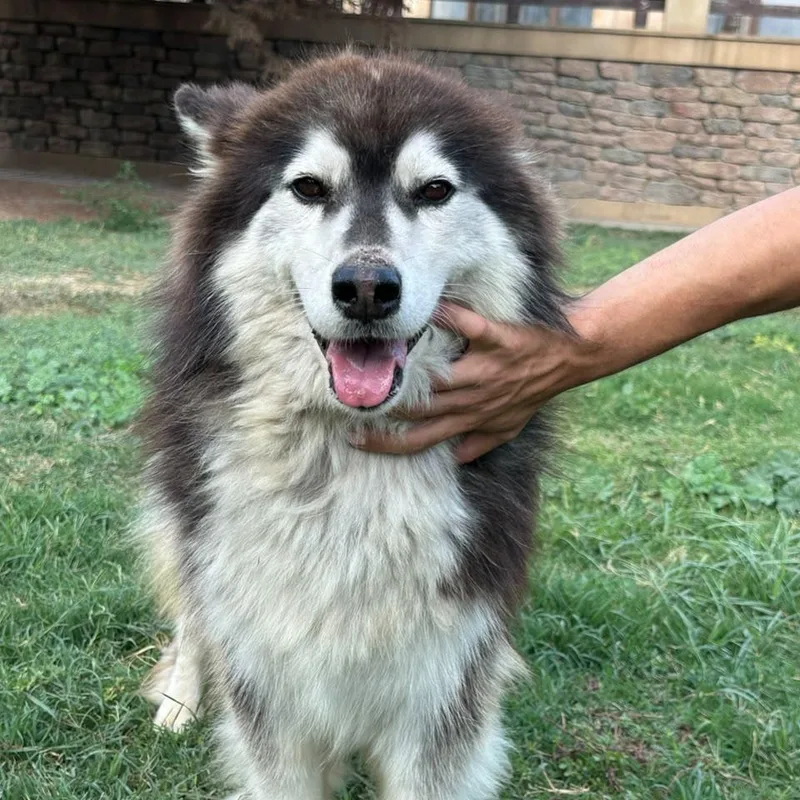 An adult medium-sized female Husky dog named Kate for adoption in New York, NY