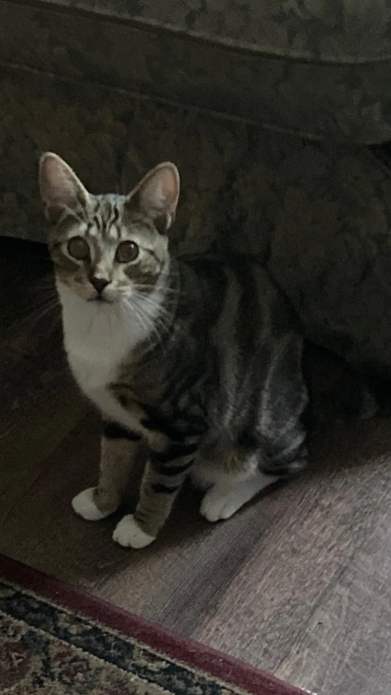 A baby medium-sized male Tabby (Buff / Tan / Fawn) Domestic Short Hair cat named Simba for adoption in Sonora, CA